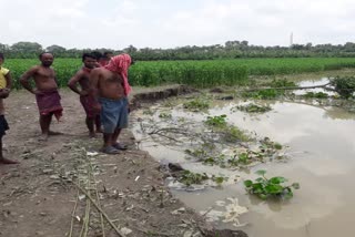 10 bighas of jute land was submerged in the Ganges