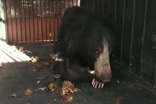 bear trapped in a forest area cage