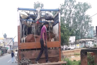 cattle loaded truck seized in dhanbad