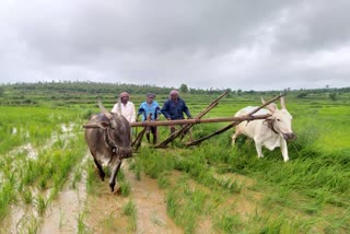 Farming