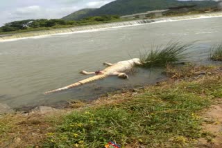 Dead crocodile found on the banks of river Kaveri