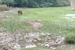 thirsty animals searching water  