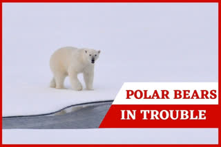 Polar bears