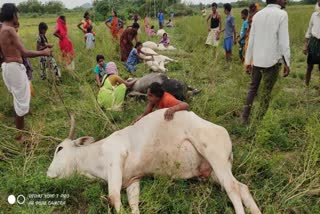 విద్యుత్​ షాక్​తో పశువుల మృతి.. బోరున విలపించిన రైతులు 