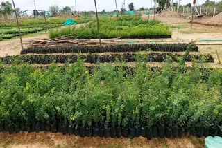 haritha haram, plants 