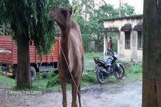 camel theft from police station