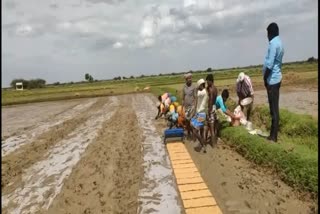 Paddy sowing has started as the water level has increased