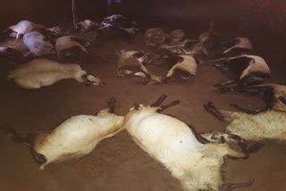 sheeps died by lightning in Villupuram