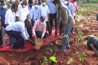 District Collector initiated the Industrial Estate Forest Project