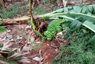 Severe damage to orchards with dust storms