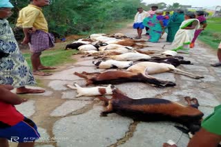 24 sheep died due to electric shock