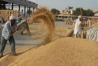 purchase of wheat in haryana