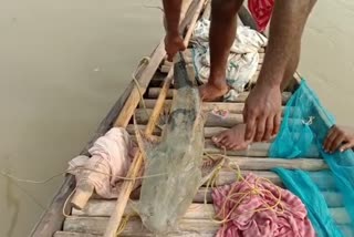 fishermen catch a twenty kg military fish at shantipur in nadia