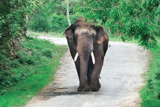 man death by elephant attack in Jhargram