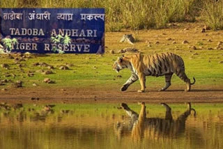 वाघाने पशुवैद्यकीय अधिकाऱ्यावर केला हल्ला