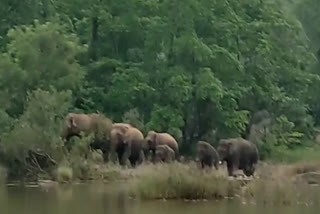 elephant  Wild elephant disturbance  kasargod forest boundaries  കാട്ടാന ശല്യം  കാസർകോട് വനാതിര്‍ത്തി  കാറഡുക്ക  മുളിയാര്‍  ദേലംപാടി  wild elephant attack  Destruction of crops