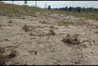 20 thousand saplings planted drought due to lack of care in Koriya