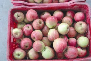 Apple Season in Kullu, कुल्लू में सेब सीजन