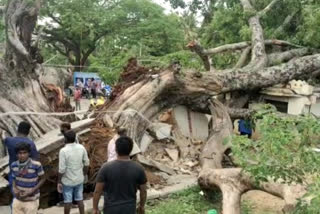 banyan tree in kolar