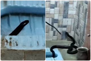 टॉयलेट से निकला कोबरा, cobra out of toilet