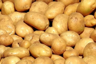 dindigul kodaikanal potato cultivation video, திண்டுக்கல் செய்திகள், திண்டுக்கல் மாவட்ட விவசாயம், கொடைக்கானல் விவசாயம், உருளைக்கிழங்கு விவசாயிகள், உருளைக்கிழங்கு விவசாயம்