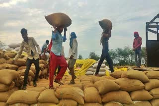 problem of paddy sorting in bemetara