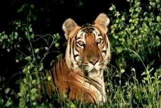 CATS accreditation accorded to four tiger reserves of Assam