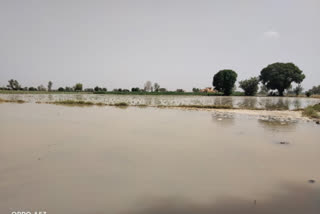 sirsa canal break crop damaged