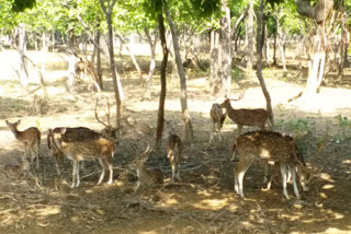 animals-and-birds-were-seen-roaming-freely-in-dalma-sanctuary-in-seraikela