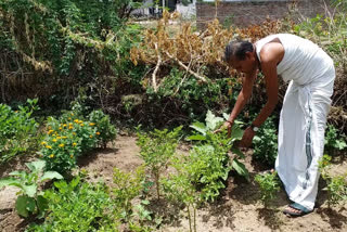 Beautiful kitchen garden built in the premises of the house in vijayapur