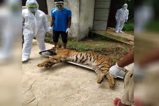 Ten year old male tiger dies