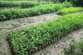 6-lakh-trees-to-be-planted-in-bhiwani