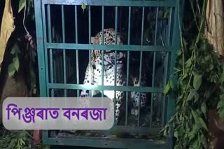 as_Moran_charaideu-leopard-caged_vis_As10031