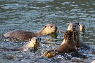 threatened-aquatic-animal-otters-are-monitored-with-tight-security