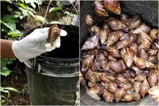 african snail in kerala  giant african snail  ആഫ്രിക്കൻ ഒച്ച്  കൃഷിനാശം  Dr. Abdul Kalam Farmers Producers Society  ആഫ്രിക്കൻ ഒച്ചിനെ ശേഖരിക്കുന്നു