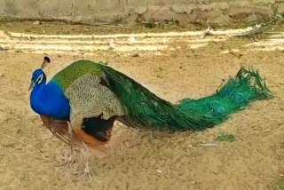 Peacocks die of Virulent Newcastle disease in Jodhpur, जोधपुर में मोरों की मौत