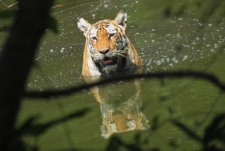 tiger bathing in water