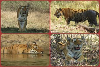 Tiger's bang in Pench National Park