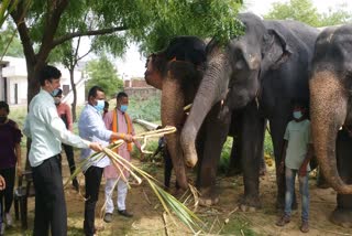 जयपुर ग्रेटर नगर निगम,  कोरोना में पशु-पक्षियों पर संकट, Jaipur Greater Municipal Corporation,  Crisis on animals and birds in Corona , Jaipur News