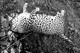 leopard dead body recover in numoligarh