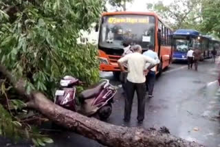 trees uprooted due to storm in delhi