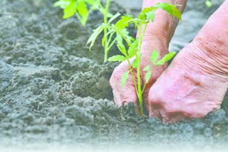 Plantation in memory of Corona martyrs,  World Environment Day