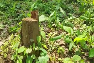 deforestation in boko