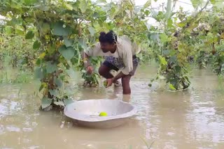 যশের তান্ডবে ক্ষতিগ্রস্থ পূর্ব বর্ধমানের পাঁচটি ব্লকের চাষিরা পাবে ক্ষতিপূরণ