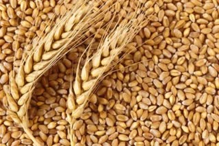 record-purchase-of-wheat-in-apmc-centers-of-himachal