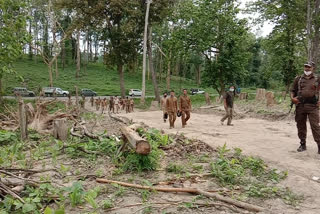 encroachment-at-diphu-tamulbari-reserve-forest