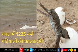1225 newborn alligator reached in chambal river, 1225 newborn alligator reached in chambal river
