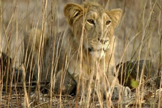 Lioness dies of COVID-19 at Chennai zoo