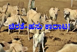 Cow clashed with leopard to save calf's life  Cow clashes with leopard to save its calf  save her calf cow clashes  baraich Katarniya range  baraich news  baraich latest news  Cow clashed with leopard  ಚಿರತೆ ಹಸು ಕಾದಾಟ  ಬಹ್ರೇಚ್​ನಲ್ಲಿ ಚಿರತೆ ಹಸು ಕಾದಾಟ  ತನ್ನ ಕರುಳಬಳ್ಳಿಯನ್ನು ಉಳಿಸಿಕೊಂಡ ತಾಯಿ ಹಸು  ಬಹ್ರೇಚ್ ಸುದ್ದಿ