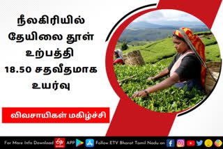 Tea production has increased in the Nilagris